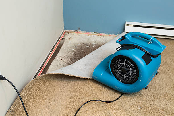 Best Mold removal after water damage  in Lincoln, MO